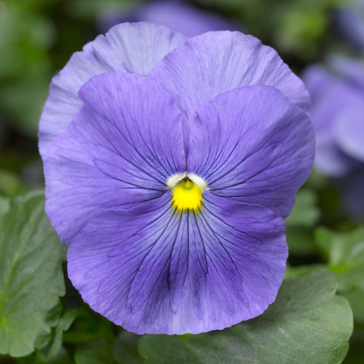 パンジー F1　デルタPRO(デルタプロ) シリーズ 