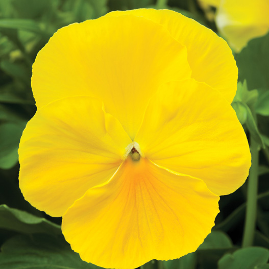 パンジー F1　デルタPRO(デルタプロ) シリーズ 