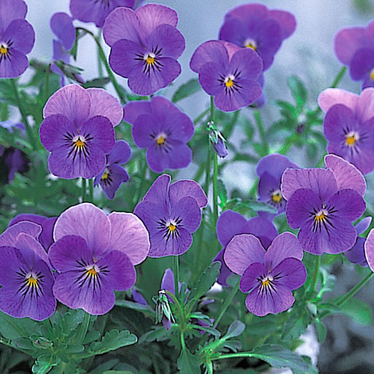 ビオラ F1　ビビ シリーズ 