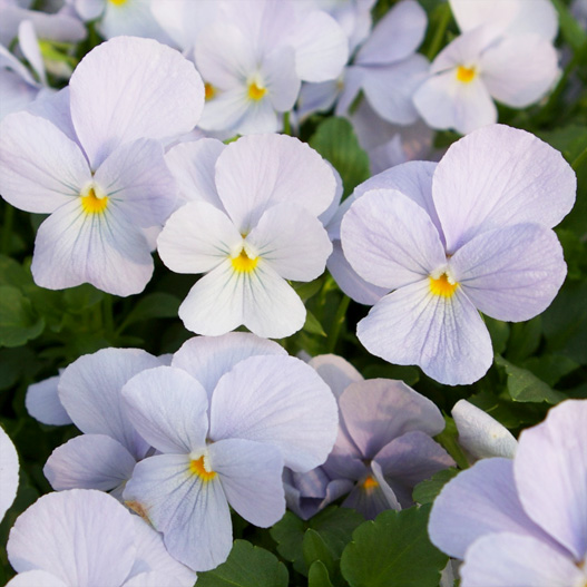 ビオラ F1　ビビ シリーズ 