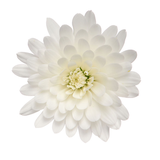 ガーデンマム　パックス シリーズ 