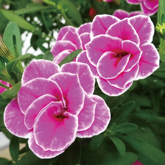 カリブラコア　スーパーベル シリーズ 