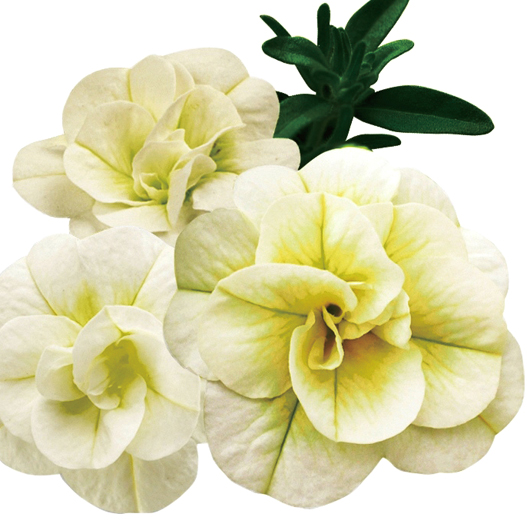 カリブラコア　スーパーベル シリーズ 