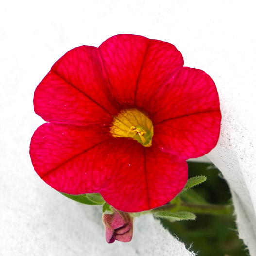 カリブラコア　スーパーベル シリーズ 