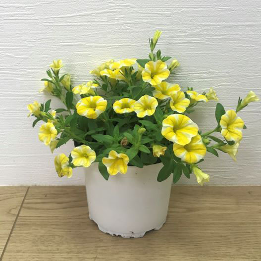 カリブラコア　スーパーベル シリーズ 