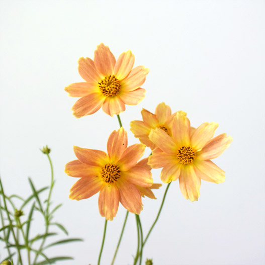 コレオプシス カラーチェンジセレクション｜WEBカタログ｜未来アグリス