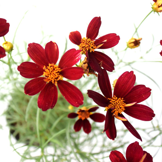 コレオプシス　カラーチェンジセレクション 