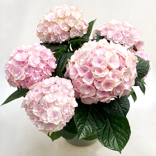 ハイドランジア　創作あじさい アンジュノワール 