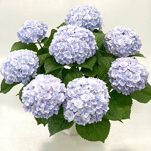 ハイドランジア　創作あじさい アンジュノワール 