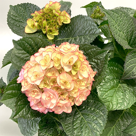 ハイドランジア　創作あじさい アンジュノワール 