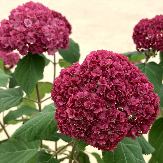 ハイドランジア　アナベル バーガンディアイ 