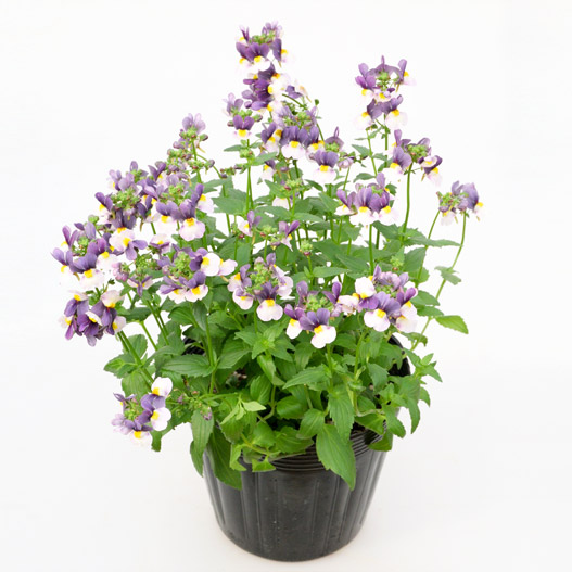 ネメシア　ミライネメシア 