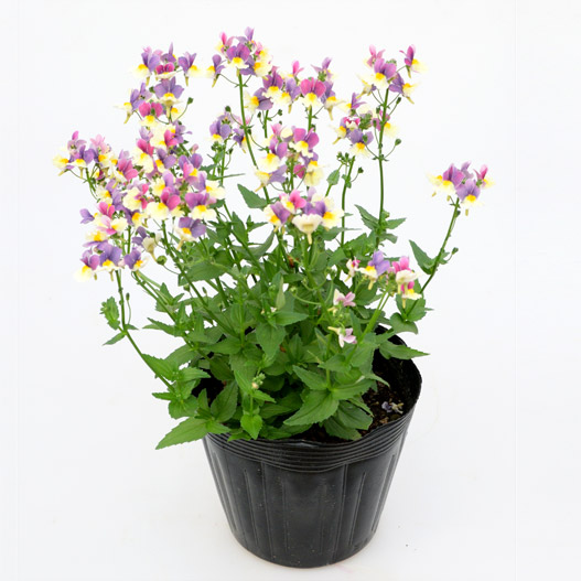 ネメシア　ミライネメシア 