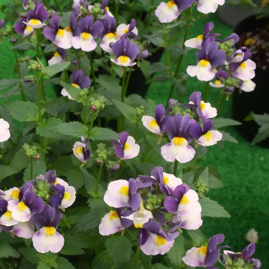 ネメシア　ミライネメシア 