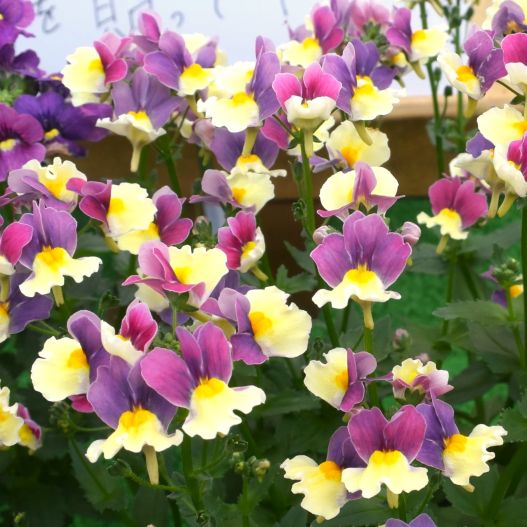 ネメシア　ミライネメシア 