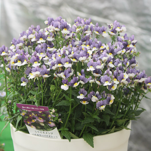 ネメシア　ミライネメシア 