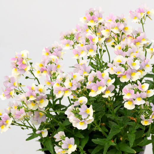 ネメシア　ミライネメシア 