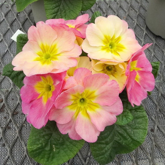 プリムラ　あーとからー 