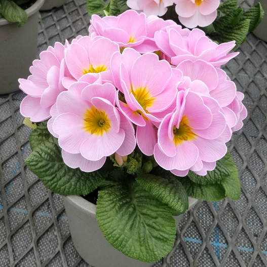 プリムラ　さくらさくら 