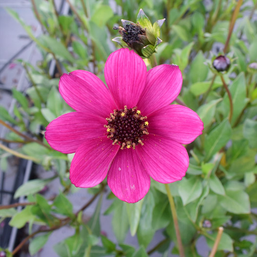 チョコレートコスモス　チェリーチョコレート 