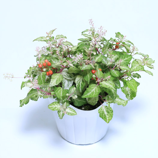 ジュズサンゴ　絣(かすり) 