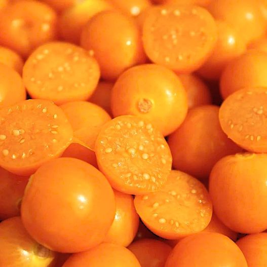 食用ホオズキ(トマティージョ)　瀬戸ゴールド 