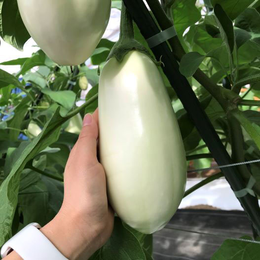 ナス　とろ～り旨なす 