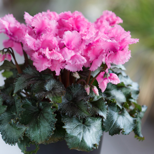 シクラメン 大栄　スワン シリーズ 中輪系品種