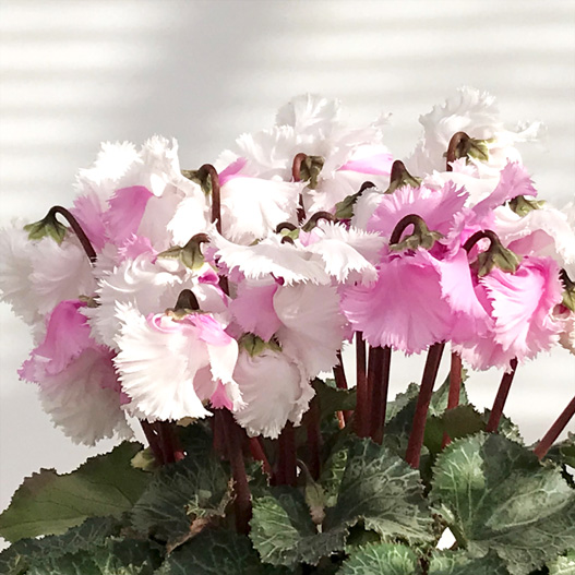 シクラメン 大栄　スワン シリーズ 中輪系品種