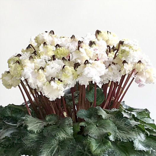 シクラメン 大栄 スワン シリーズ｜WEBカタログ｜未来アグリス株式会社