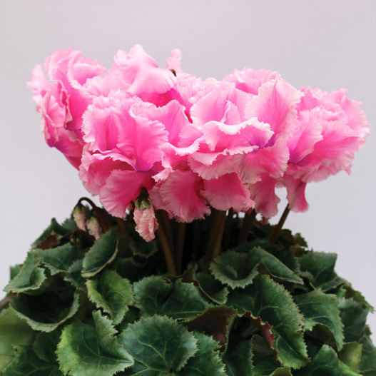 シクラメン F1 ルチア シリーズ｜WEBカタログ｜未来アグリス株式会社