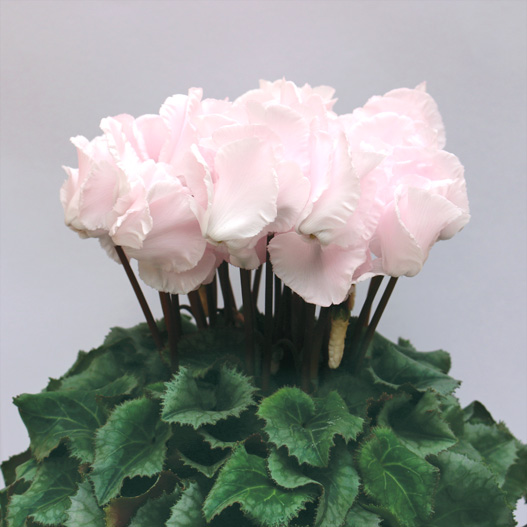 シクラメン F1　レジーナ シリーズ 中大輪系品種