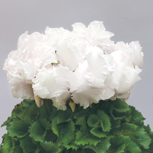 シクラメン F1 レジーナ シリーズ｜WEBカタログ｜未来アグリス株式会社