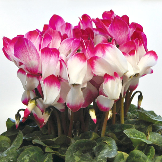 シクラメン ラパン シリーズ｜WEBカタログ｜未来アグリス株式会社|未来アグリス株式会社|農と園芸の実りのために シクラメン(セル特大)クリアレッドの存在感