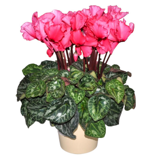 シクラメン グランディーナ｜WEBカタログ｜未来アグリス株式会社|未来