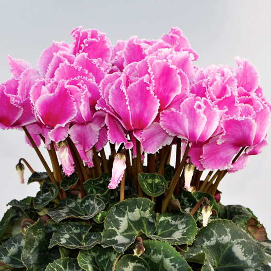 シクラメン イッセイ ドリーム シリーズ｜WEBカタログ｜未来アグリス