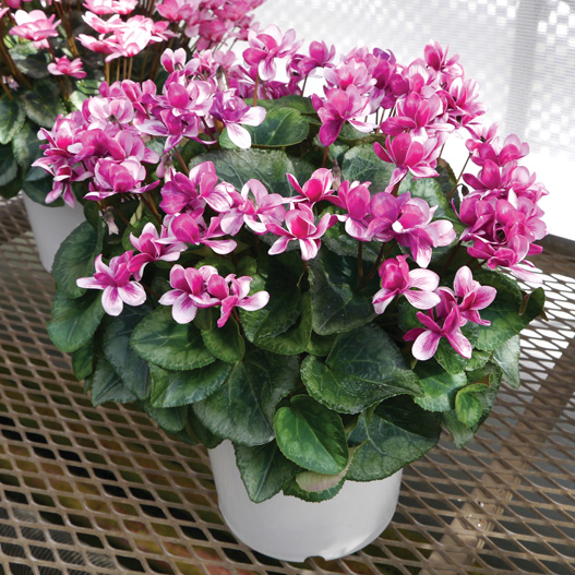 シクラメン　グランディエレガンス 大輪ダブル シリーズ 旧：フェアリーピコ 大輪ダブルシリーズ