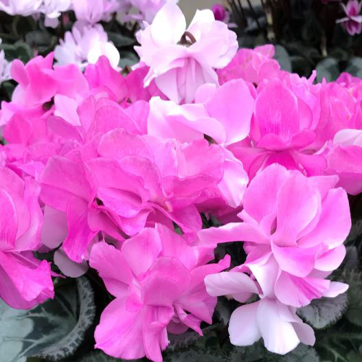 シクラメン　グランディエレガンス 大輪ダブル シリーズ 旧：フェアリーピコ 大輪ダブルシリーズ