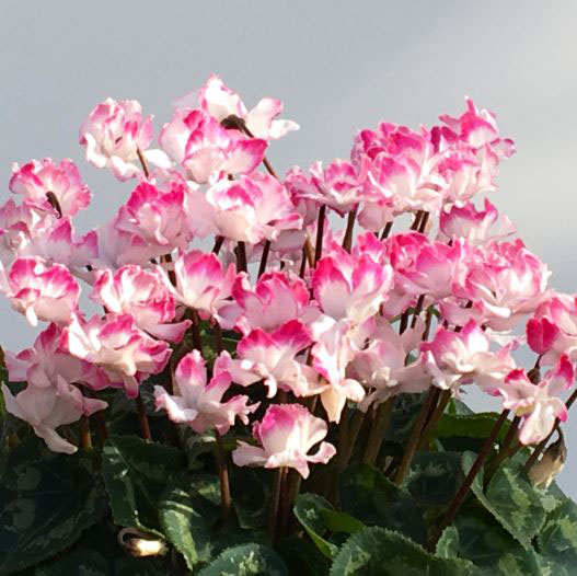 シクラメン フェアリーピコ プチダブル フリンジエッジ系ミックス｜WEB