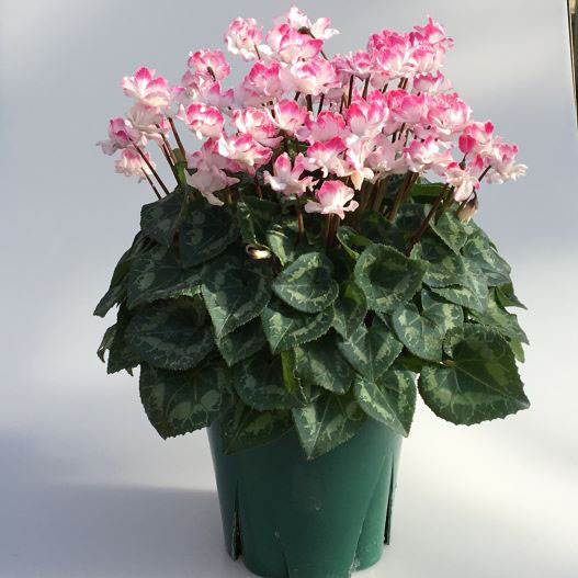 シクラメン フェアリーピコ プチダブル フリンジエッジ系ミックス｜WEB