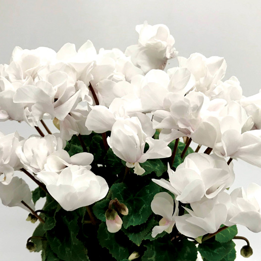 シクラメン　スクリュースター ミニチュア系品種