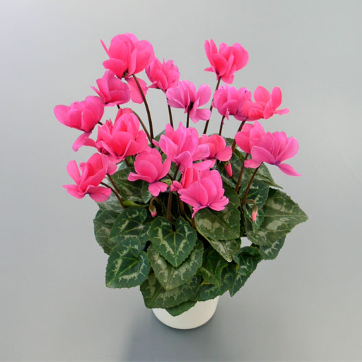 シクラメン　スクリュースター ミニチュア系品種