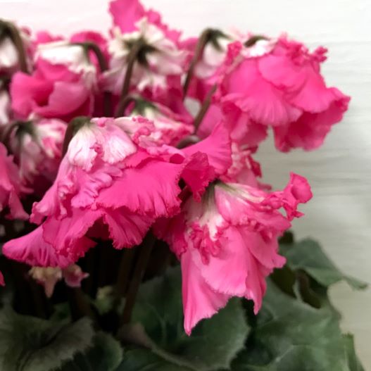 シクラメン　宴(うたげ) 大輪系品種