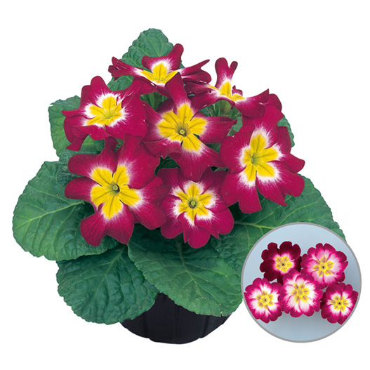 プリムラ　アプリ 極早生アコーリス種