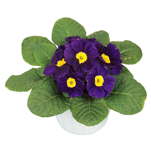 プリムラ　アプリ 極早生アコーリス種