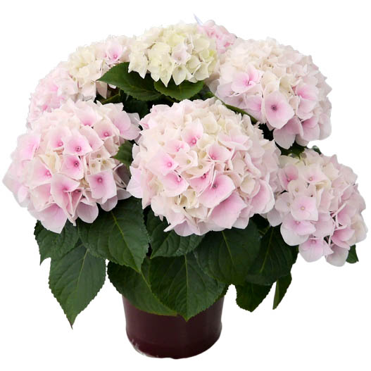 ハイドランジア　スクロール シリーズ 