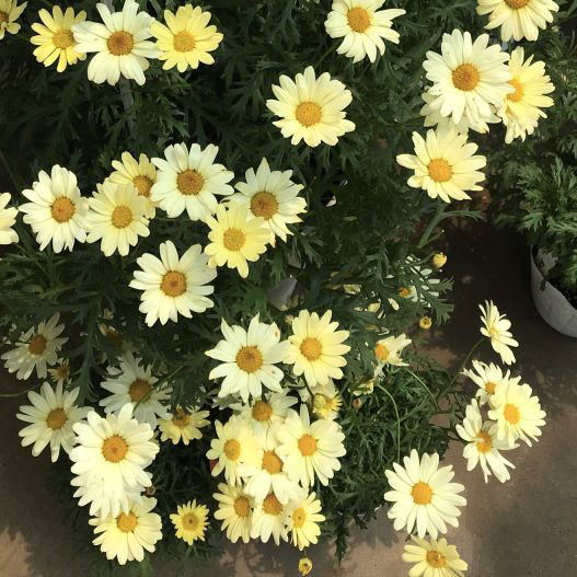 マーガレット　デイジーイエロー 