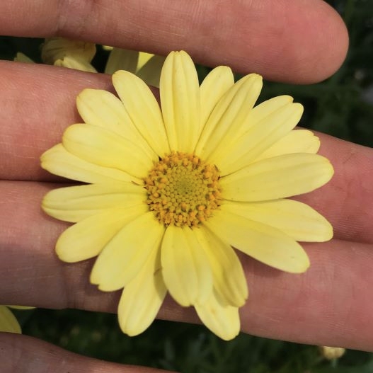 マーガレット　デイジーイエロー 