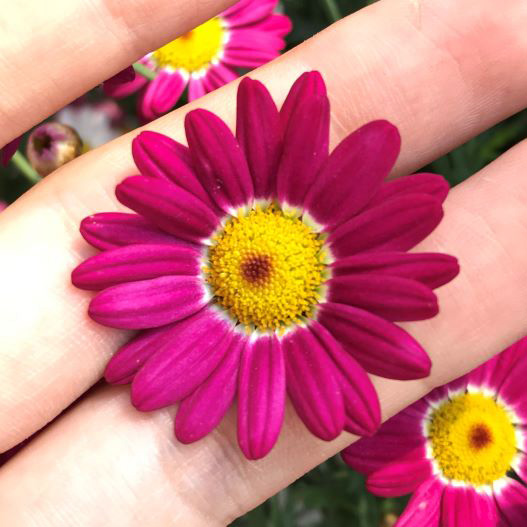 マーガレット商品です Argyranthemum frutescens<BR><BR>マーガレット・サマーソング<BR