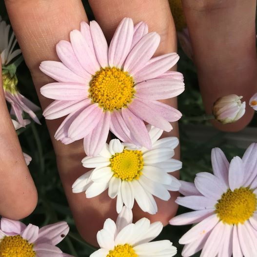 マーガレット ローリー(PW)｜WEBカタログ｜未来アグリス株式会社|未来